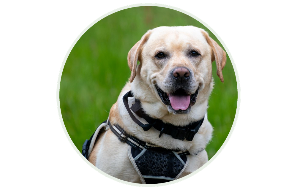 Veseli labrador na livadi