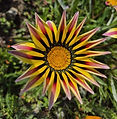 Gazania