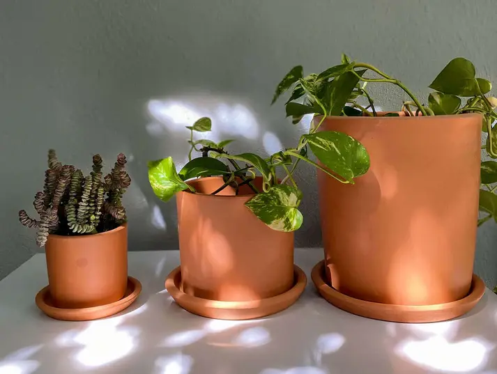 Thumbnail: Terracotta Silindir Saksı ve Tabak (Bordo Beyaz) - Zef Design