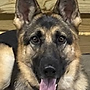 Integrity Canine