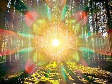 soleil illuminant une forêt, représentant le développement personnel, la présence à soi et la transformation intérieure.