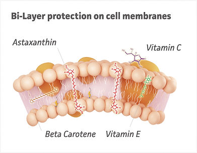 Chart of the membrane bilayer protection of astaxanthin, a primary ingredient of proprietary formula of AstaMed MYO, a medical food for sarcopenia, a muscle loss or muscle wasting