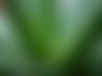 Discover the Power of Aloe Vera Gel 