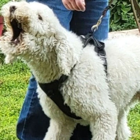 What is Dog Behavior Modification?