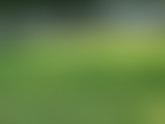 How to Train My Dog to Check In