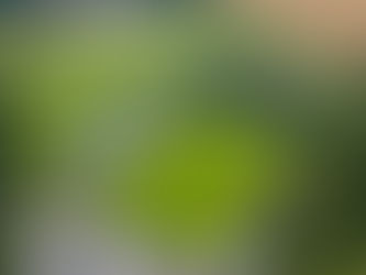 Youth News: Wolverines make County Cup Final.