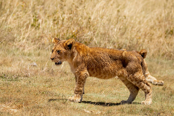 6-Day drive to Serengeti safari and Fly back to Arusha