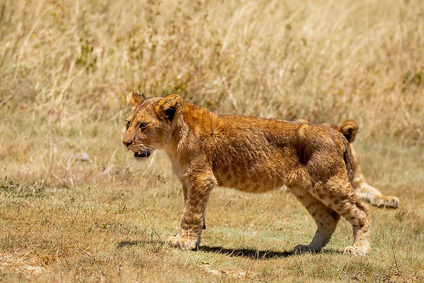 5 Day Tanzania Camping Safari Tours