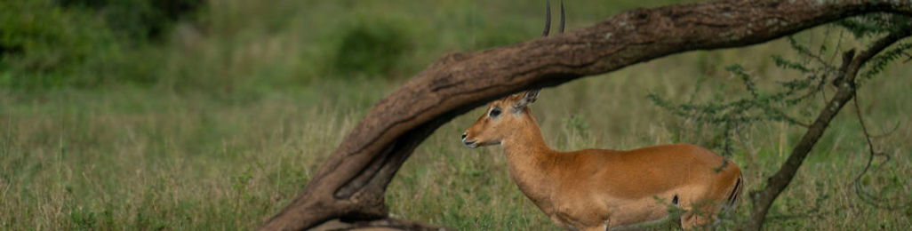 3-Day Fly In Safari from Zanzibar 1 Night Serengeti & 1 Night Ngorongoro