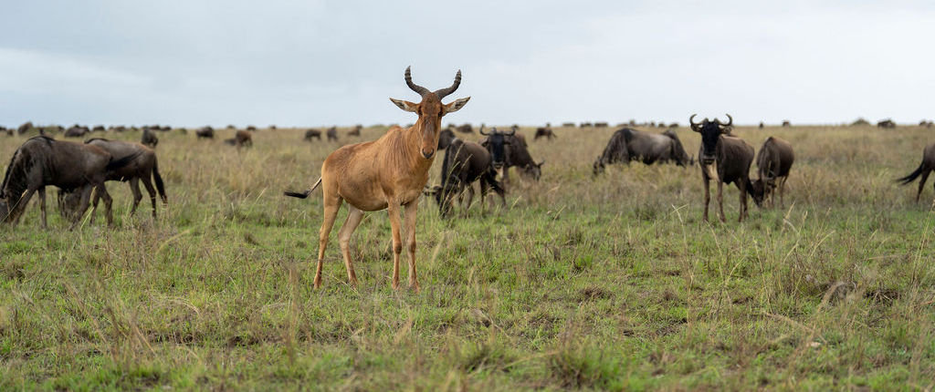 5-Day Wildebeest Migration Safari