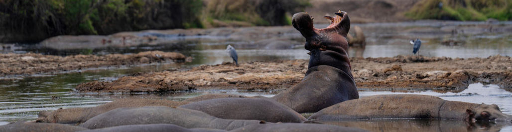 4 Day luxury Tanzania safari from Zanzibar