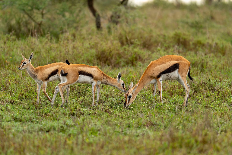 2 Days Safari Options - Compare 6 Tours