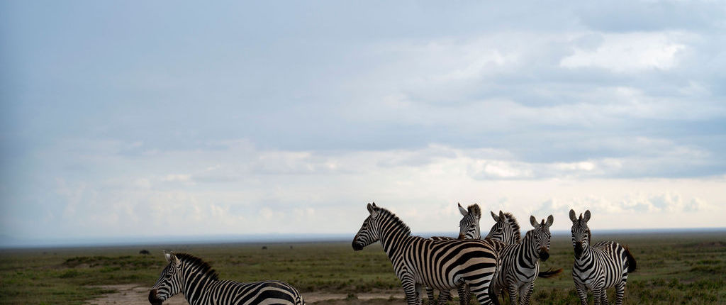 6-Day Wildebeest Migration Safari