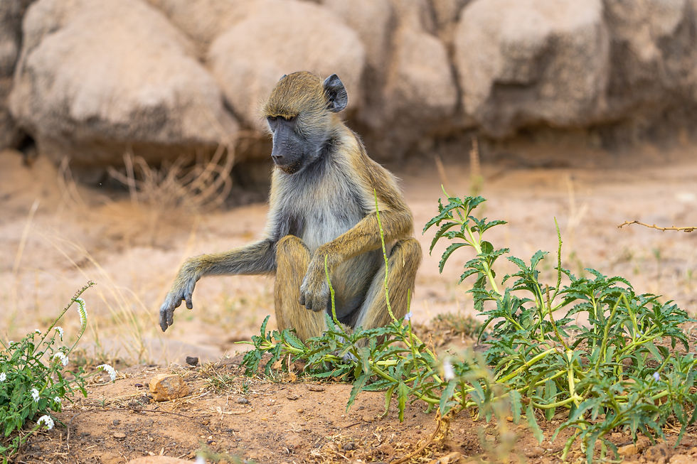 Yellow baboon in Ruaha national park