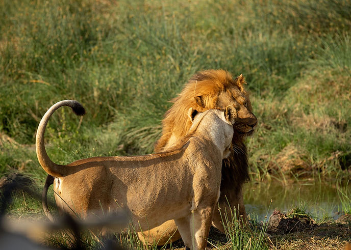 Best 4 Day Tanzania Camping Safari