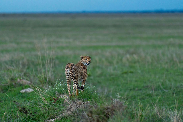 Best 6 Day Comfortable Lodge Safari Package