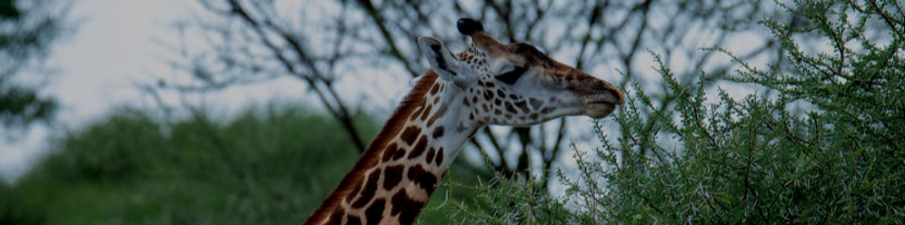 Serengeti Safari from Zanzibar