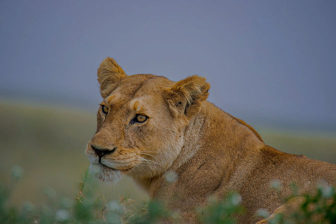 5-Day Serengeti & Ngorongoro Big Five Safari