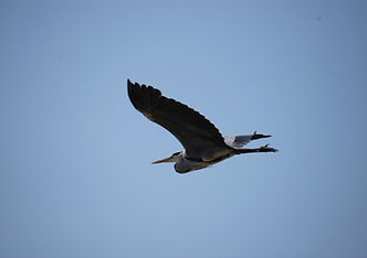 5 Day Luxury Safari from Zanzibar