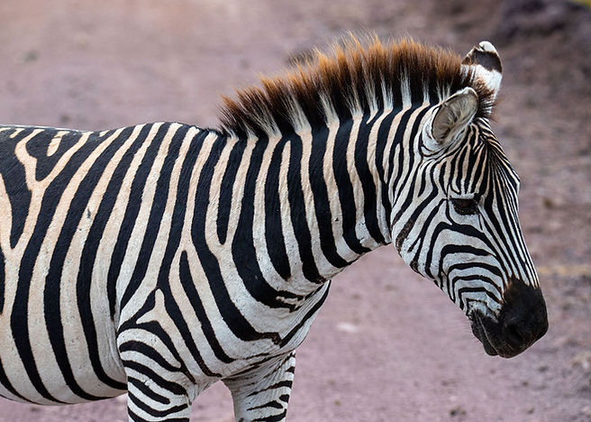 2 Day Safari From Zanzibar