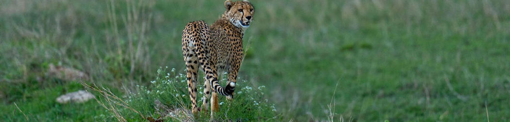 Serengeti to Ngorongoro Crater