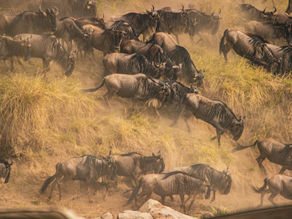 Combien de jours devez-vous passer à Serengeti ?