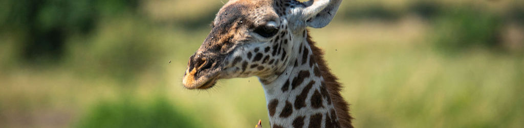 Day 1: Tarangire National Park