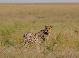 4 Day Luxury safari from Zanzibar_edited.jpg