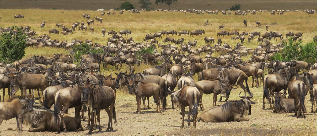 Great wildebeest migration