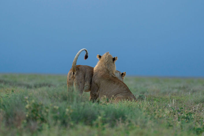 Ultimate 4 Day Luxury Tanzania Safari