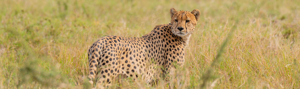 Cheetah in Tarangire National Park