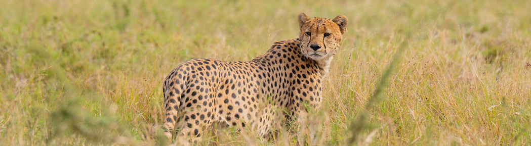 4 Days Luxury Serengeti Safari From Zanzibar (Fly-In & Fly-Out)