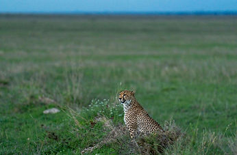 6 Day Wildebeest migration Safari
