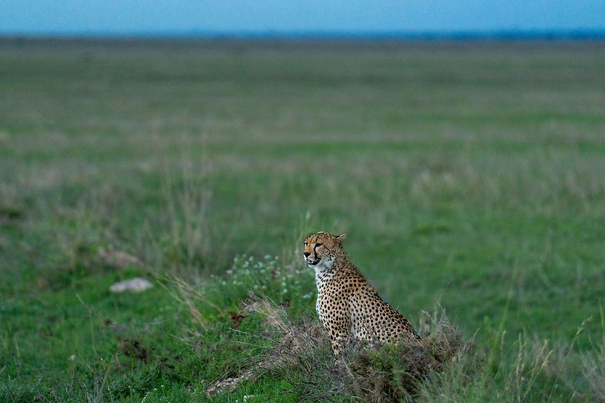 Safari in Tanzania and Zanzibar Beach Holiday