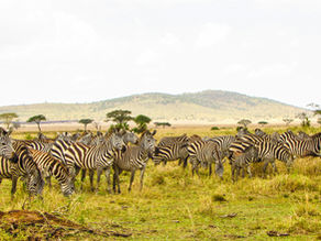 The Must-See Destinations in Tanzania | Everything You Need To Know