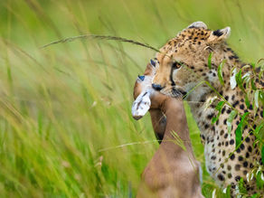 Things to Take on Safari In Tanzania | Bruno African Safari