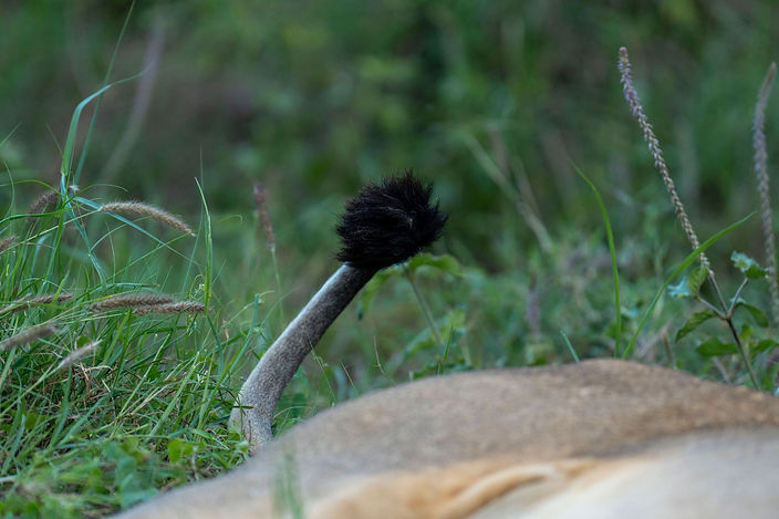 3-Day Tanzania Safari Tours