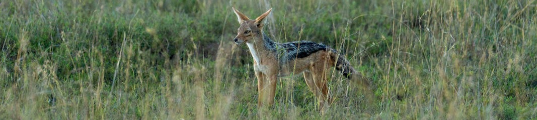 Group Joining Safari in Tanzania