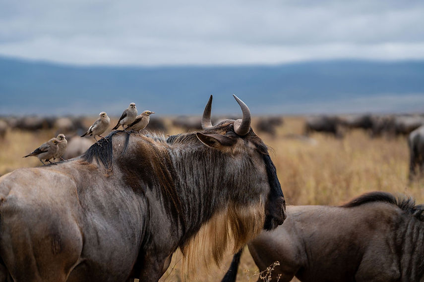 6-Day Wildebeest Migration Safari