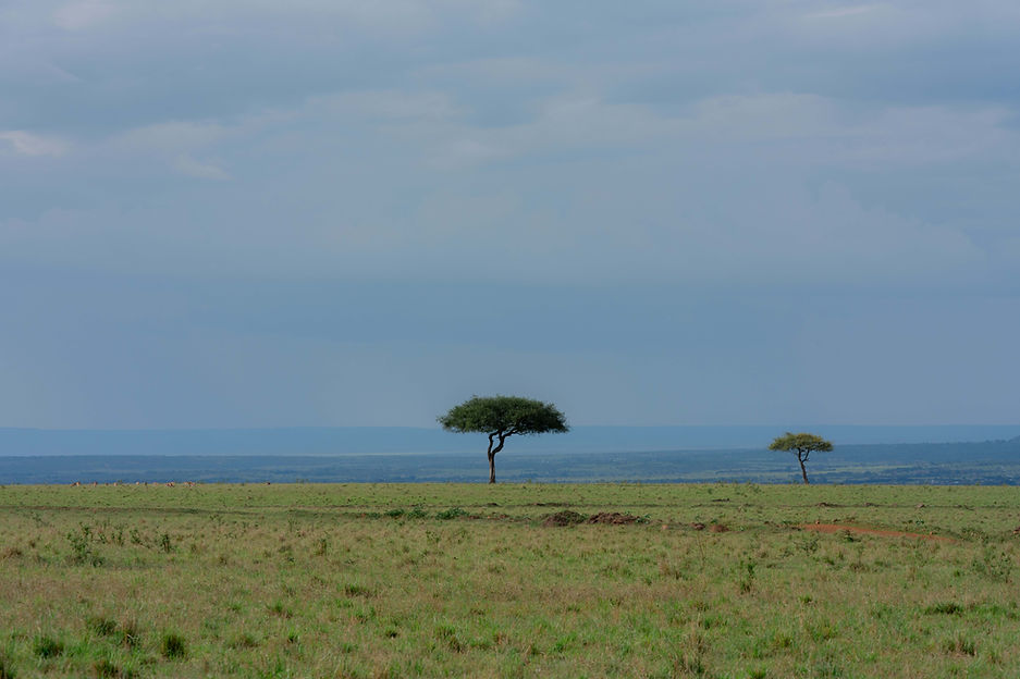 4 Days Luxury Serengeti Safari From Zanzibar (Fly-In & Fly-Out)