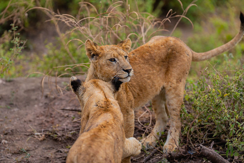 Ngorongoro Crater Safari, Tanzania