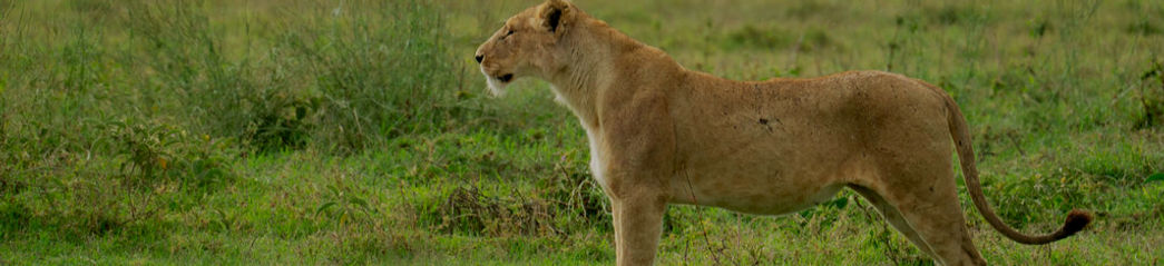 5 Day Luxury Tanzania Safari