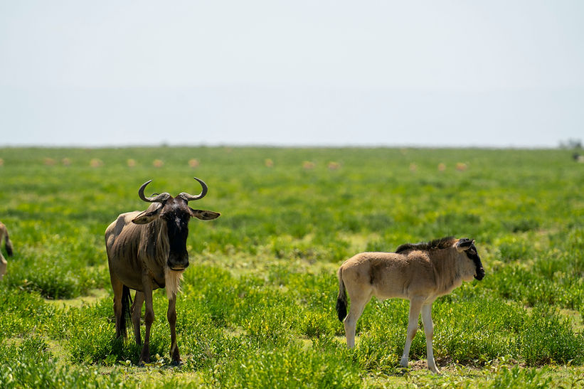 5-Day Wildebeest Migration Safari