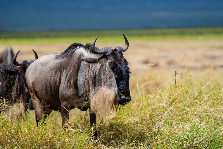 7-Day Wildebeest Migration Safari in Tanzania