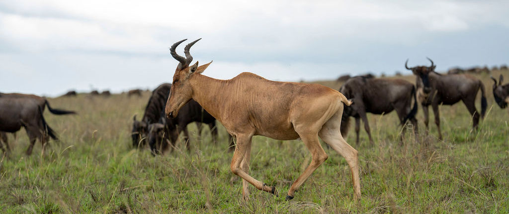 Heard of wildbeests in Serengeti National Park