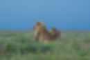 Tanzania Safari