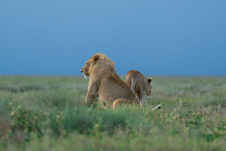 Tanzania Safari