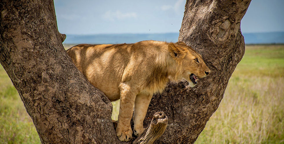 Serengeti safari from Zanzibar
