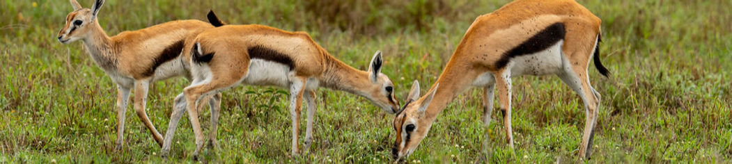 Tarangire national park