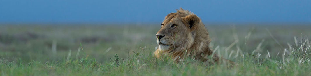 Group Joining Safari in Tanzania